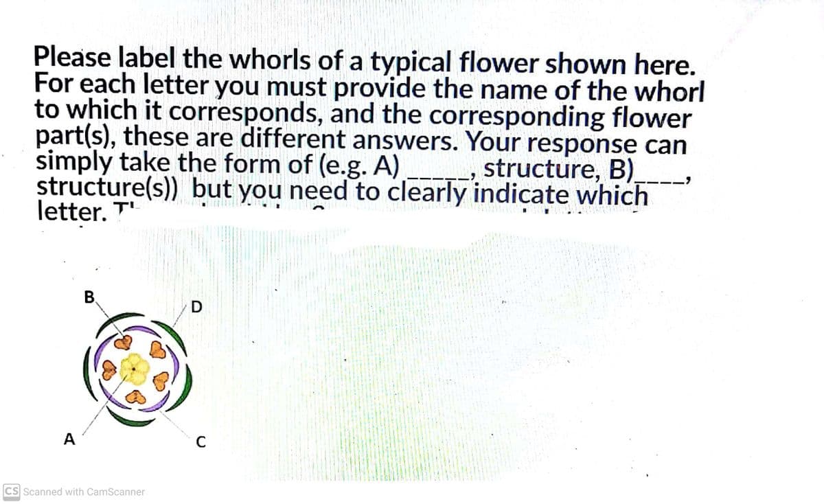 Please label the whorls of a typical flower shown here.
For each letter you must provide the name of the whorl
to which it corresponds, and the corresponding flower
part(s), these are different answers. Your response can
simply take the form of (e.g. A)
structure(s)) but you need to clearly indicate which
letter. T"
, structure, B).
A
C
CS Scanned with CamScanner
