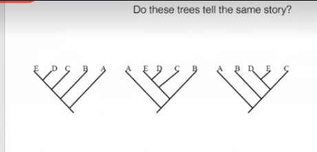 Do these trees tell the same story?

