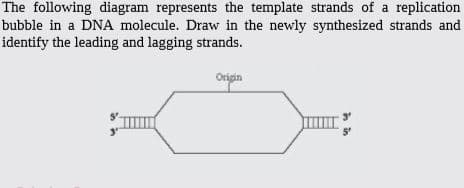 The following diagram represents the template strands of a replication
bubble in a DNA molecule. Draw in the newly synthesized strands and
identify the leading and lagging strands.
Origin
