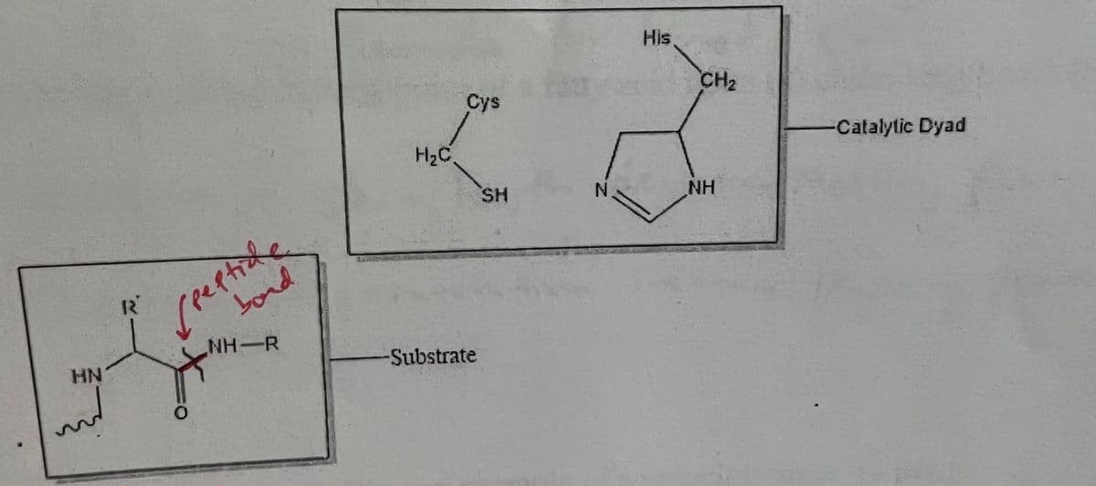 HN
R
rpeptide
bond
NH-R
H₂C.
Cys
Substrate
SH
N.
His
CH₂
NH
Catalytic Dyad