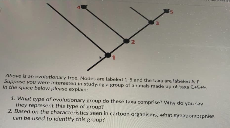 L,
Above is an evolutionary tree. Nodes are labeled 1-5 and the taxa are labeled A-F.
Suppose you were interested in studying a group of animals made up of taxa C+E+F.
In the space below please explain:
1. What type of evolutionary group do these taxa comprise? Why do you say
they represent this type of group?
2. Based on the characteristics seen in cartoon organisms, what synapomorphies
can be used to identify this group?
