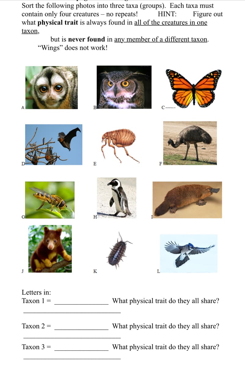 Sort the following photos into three taxa (groups). Each taxa must
contain only four creatures - no repeats!
HINT: Figure out
what physical trait is always found in all of the creatures in one
taxon,
J
but is never found in any member of a different taxon.
"Wings" does not work!
Letters in:
Taxon 1 =
Taxon 2 =
Taxon 3 =
E
K
F
L
What physical trait do they all share?
What physical trait do they all share?
What physical trait do they all share?