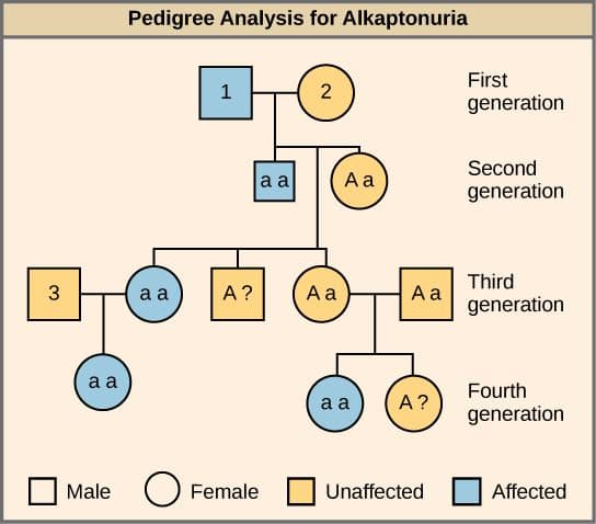 3
a a
Pedigree Analysis for Alkaptonuria
a a
1
A?
a a
Male O Female
2
Aa
Aa
a a
Aa
A?
Unaffected
First
generation
Second
generation
Third
generation
Fourth
generation
Affected