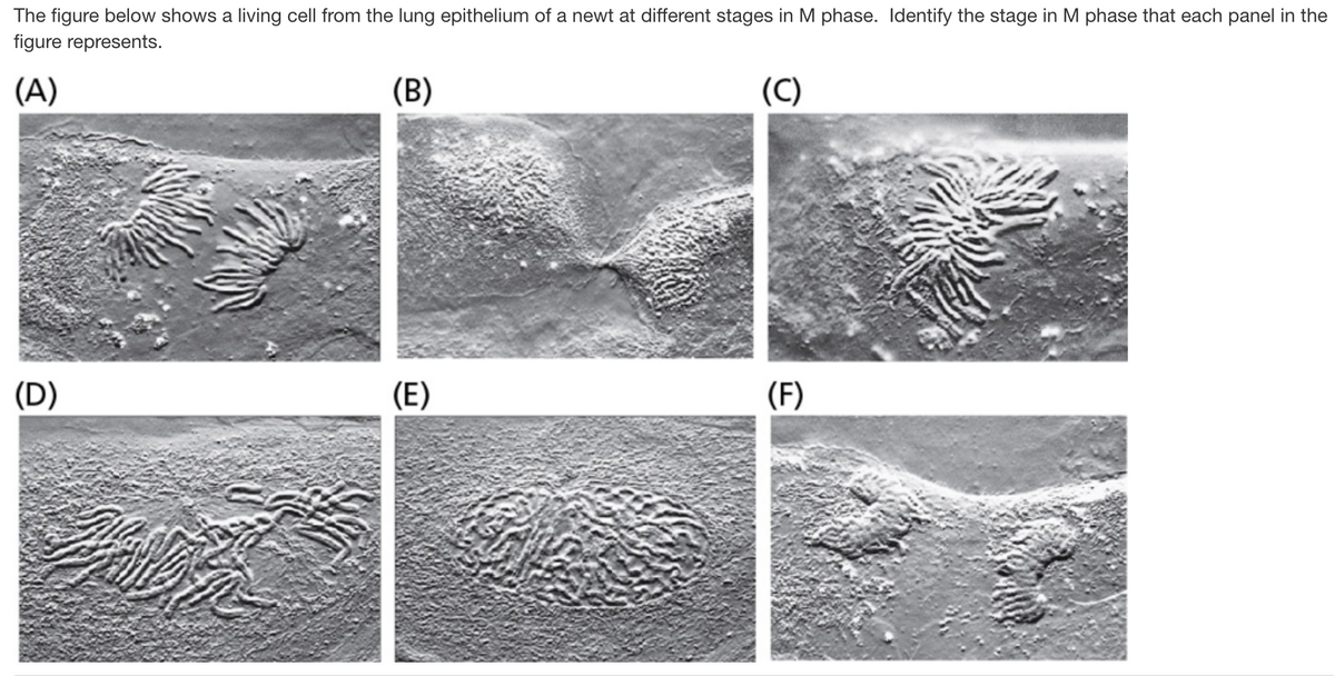 The figure below shows a living cell from the lung epithelium of a newt at different stages in M phase. Identify the stage in M phase that each panel in the
figure represents.
(A)
(B)
(C)
(D)
(E)
(F)
