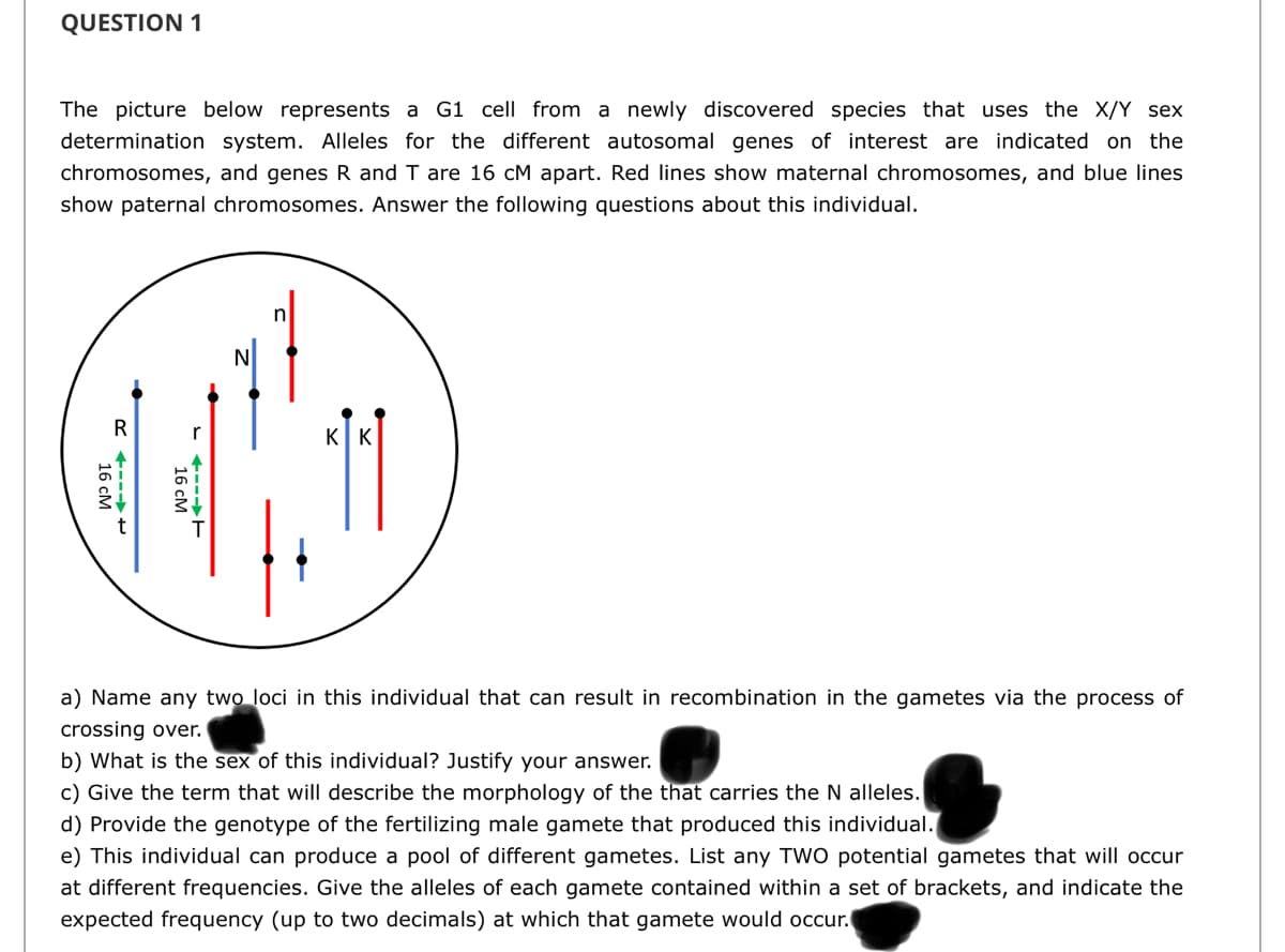 QUESTION 1
The picture below represents a G1 cell from a newly discovered species that uses the X/Y sex
determination system. Alleles for the different autosomal genes of interest are indicated on the
chromosomes, and genes R and T are 16 cM apart. Red lines show maternal chromosomes, and blue lines
show paternal chromosomes. Answer the following questions about this individual.
R
r
KK
a) Name any two loci in this individual that can result in recombination in the gametes via the process of
crossing over.
b) What is the sex of this individual? Justify your answer.
c) Give the term that will describe the morphology of the that carries the N alleles.
d) Provide the genotype of the fertilizing male gamete that produced this individual.
e) This individual can produce a pool of different gametes. List any TWO potential gametes that will occur
at different frequencies. Give the alleles of each gamete contained within a set of brackets, and indicate the
expected frequency (up to two decimals) at which that gamete would occur.
- +--→H
16 cM
R +---+
16 cM
