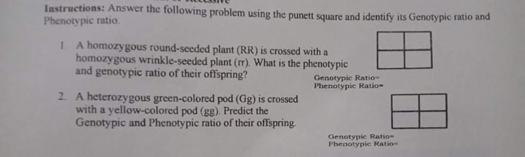 Instructions: Answer the following problem using the punett square and identify its Genotypic ratio and
Phenotypic ratio.
1. A homozygous round-seeded plant (RR) is crossed with a
homozygous wrinkle-seeded plant (rr). What is the phenotypic
and genotypic ratio of their offspring?
Genotypic Ratio
Phenotypic Ratio-
2. A heterozygous green-colored pod (Gg) is crossed
with a yellow-colored pod (gg). Predict the
Genotypic and Phenotypic ratio of their offspring.
Genotypic Ration
Phenotypic Ration