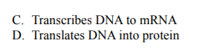 C. Transcribes DNA to mRNA
D. Translates DNA into protein
