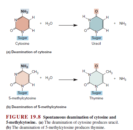NH2
н
'N'
Н
+ H20
+ NH3
H.
Sugar
Sugar
Cytosine
Uracil
(a) Deamination of cytosine
NH2
CHз
Н.
N.
CH3
+ H,0
+ NH3
H.
H.
Sugar
Sugar
5-methylcytosine
Thymine
(b) Deamination of 5-methylcytosine
FIGURE 19.8 Spontaneous deamination of cytosine and
5-methylcytos ine. (a) The deamination of cytosine produces uracil.
(b) The deamination of 5-methylcytosine produces thymine.
エ
エ
エ
