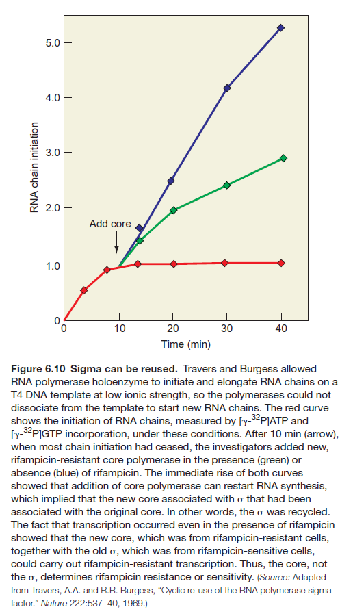 RNA chain initiation
5.0
4.0
3.0
2.0
1.0
Add core
10
20
Time (min)
30
40
Figure 6.10 Sigma can be reused. Travers and Burgess allowed
RNA polymerase holoenzyme to initiate and elongate RNA chains on a
T4 DNA template at low ionic strength, so the polymerases could not
dissociate from the template to start new RNA chains. The red curve
shows the initiation of RNA chains, measured by [y-³2PJATP and
[y-³2P]GTP incorporation, under these conditions. After 10 min (arrow),
when most chain initiation had ceased, the investigators added new,
rifampicin-resistant core polymerase in the presence (green) or
absence (blue) of rifampicin. The immediate rise of both curves
showed that addition of core polymerase can restart RNA synthesis,
which implied that the new core associated with o that had been
associated with the original core. In other words, the σ was recycled.
The fact that transcription occurred even in the presence of rifampicin
showed that the new core, which was from rifampicin-resistant cells,
together with the old σ, which was from rifampicin-sensitive cells,
could carry out rifampicin-resistant transcription. Thus, the core, not
the σ, determines rifampicin resistance or sensitivity. (Source: Adapted
from Travers, A.A. and R.R. Burgess, "Cyclic re-use of the RNA polymerase sigma
factor." Nature 222:537-40, 1969.)