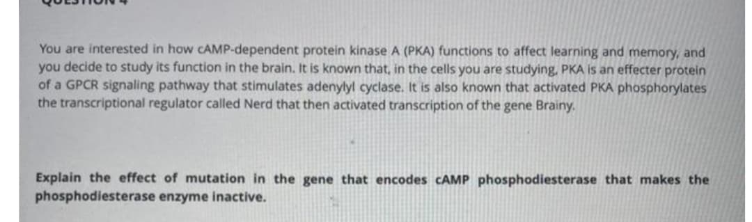 You are interested in how CAMP-dependent protein kinase A (PKA) functions to affect learning and memory, and
you decide to study its function in the brain. It is known that, in the cells you are studying, PKA is an effecter protein
of a GPCR signaling pathway that stimulates adenylyl cyclase. It is also known that activated PKA phosphorylates
the transcriptional regulator called Nerd that then activated transcription of the gene Brainy.
Explain the effect of mutation in the gene that encodes CAMP phosphodiesterase that makes the
phosphodiesterase enzyme inactive.
