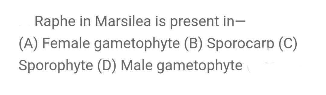 Raphe in Marsilea is present in-
(A) Female gametophyte (B) Sporocarp (C)
Sporophyte (D) Male gametophyte
