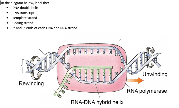 In the diagram below, label the:
DNA double helix
RNA transcript
Template strand
Coding strand
5' and 3' ends of each DNA and RNA strand
Rewinding
ค อ DL
RNA-DNA hybrid helix
Unwinding
RNA polymerase