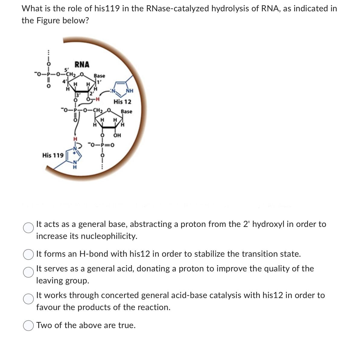What is the role of his119 in the RNase-catalyzed hydrolysis of RNA, as indicated in
the Figure below?
RNA
-0-CH₂ Q Base
His 119
H H
NH
His 12
-P-0-CH₂ a Base
H H
3'
H
O
2'
O-H
OH
O
-0-P=0
It acts as a general base, abstracting a proton from the 2' hydroxyl in order to
increase its nucleophilicity.
It forms an H-bond with his12 in order to stabilize the transition state.
It serves as a general acid, donating a proton to improve the quality of the
leaving group.
It works through concerted general acid-base catalysis with his 12 in order to
favour the products of the reaction.
Two of the above are true.