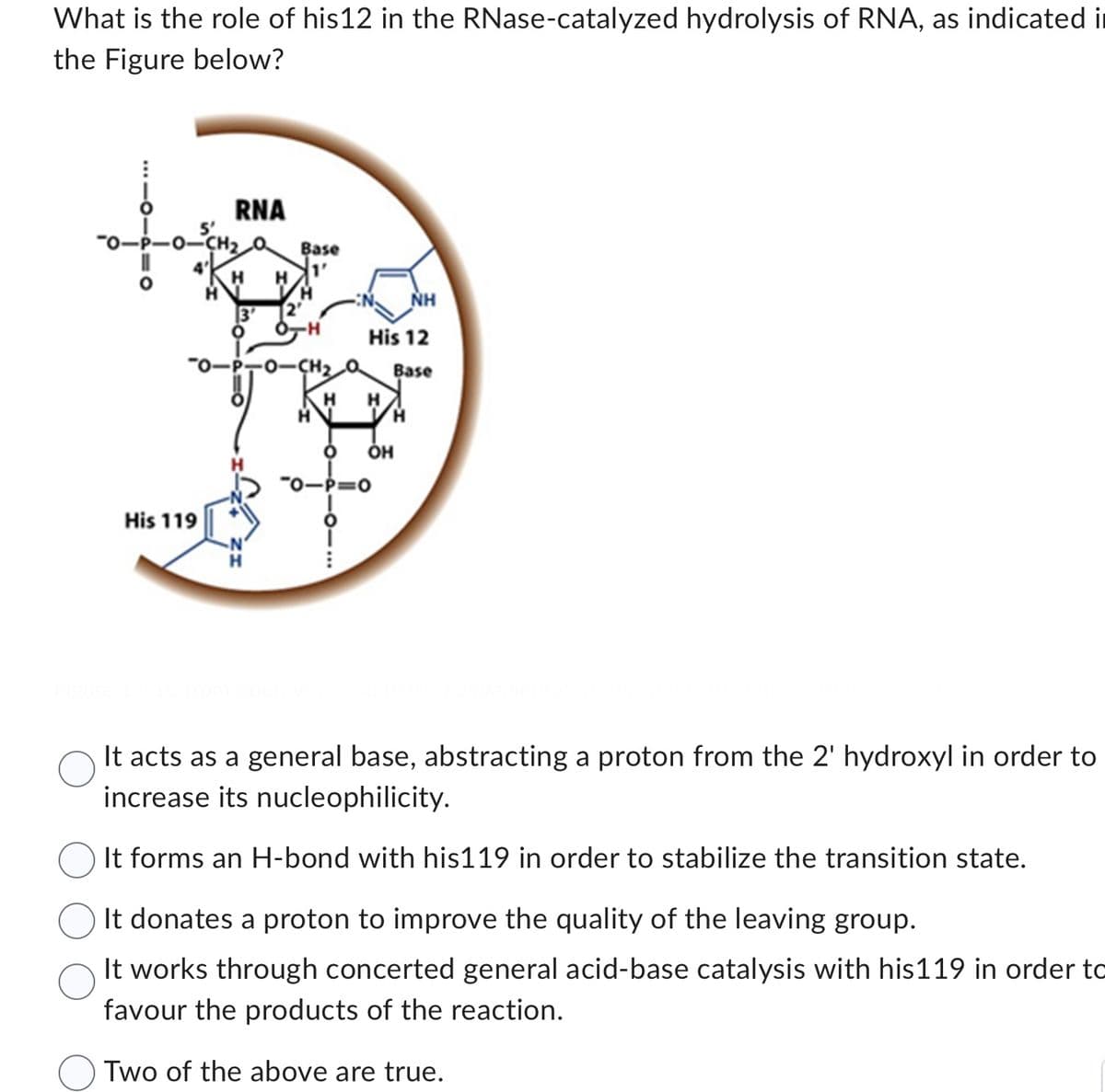What is the role of his 12 in the RNase-catalyzed hydrolysis of RNA, as indicated in
the Figure below?
5'
His 119
RNA
CH₂
H
H
3
O
Base
1'
12'
8-H
His 12
-P-0-CH₂ a Base
H H
O
-0-P=O
H
OH
NH
It acts as a general base, abstracting a proton from the 2' hydroxyl in order to
increase its nucleophilicity.
It forms an H-bond with his119 in order to stabilize the transition state.
It donates a proton to improve the quality of the leaving group.
It works through concerted general acid-base catalysis with his119 in order to
favour the products of the reaction.
Two of the above are true.