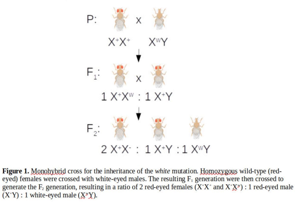 P:
F₁:
F₂:
X+X+
X
X
XwY
1 X+XW 1 X+Y
2 X+X 1 X+Y :1 XWY
Figure 1. Monohybrid cross for the inheritance of the white mutation. Homozygous wild-type (red-
eyed) females were crossed with white-eyed males. The resulting F₁ generation were then crossed to
generate the F₂ generation, resulting in a ratio of 2 red-eyed females (X*X* and X*X³): 1 red-eyed male
(X+Y): 1 white-eyed male (XY).