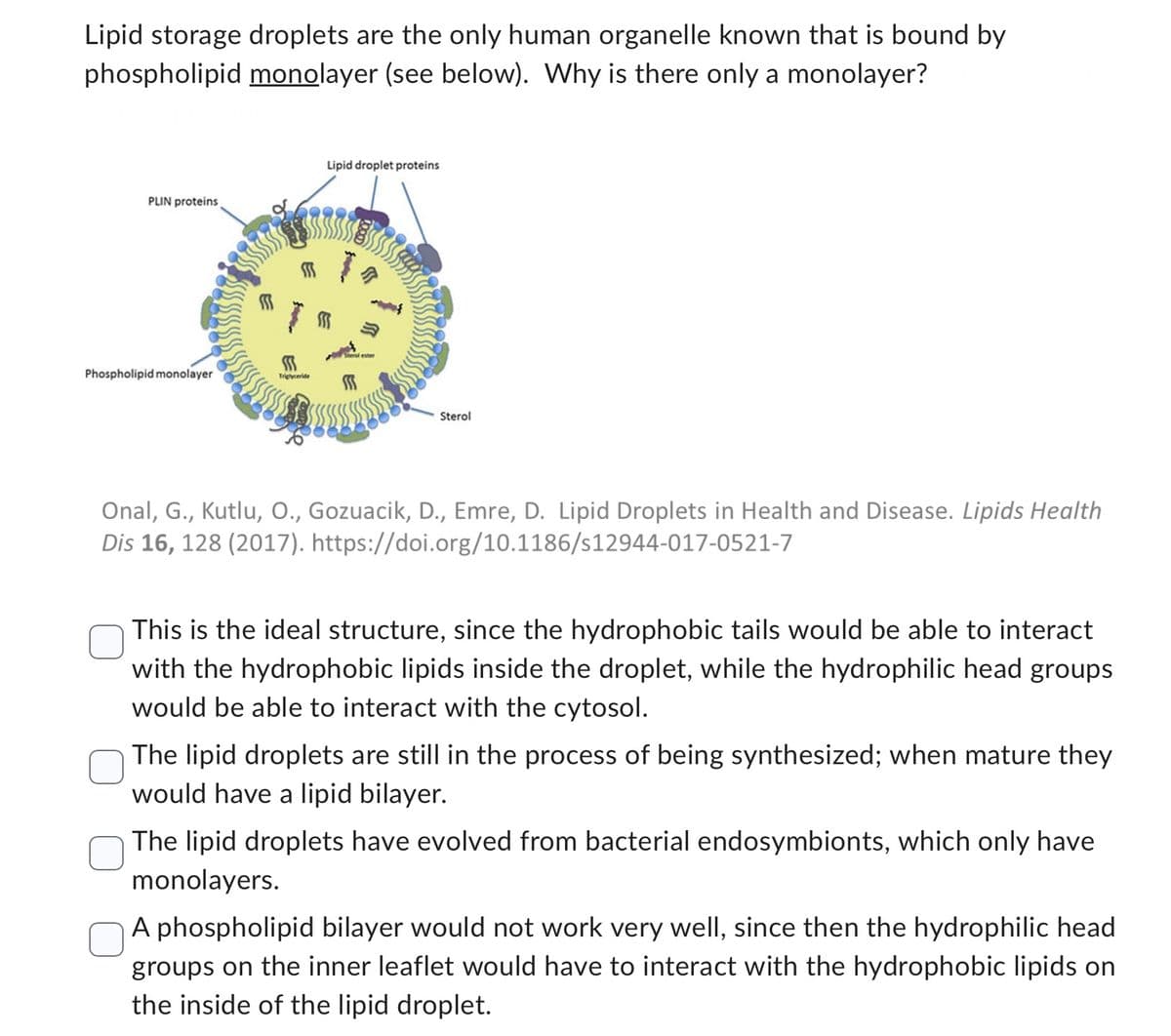Lipid storage droplets are the only human organelle known that is bound by
phospholipid monolayer (see below). Why is there only a monolayer?
PLIN proteins,
Phospholipid monolayer
SSS
SSS
Triglyceride
Lipid droplet proteins
E
»
Sterol ester
Sterol
Onal, G., Kutlu, O., Gozuacik, D., Emre, D. Lipid Droplets in Health and Disease. Lipids Health
Dis 16, 128 (2017). https://doi.org/10.1186/s12944-017-0521-7
This is the ideal structure, since the hydrophobic tails would be able to interact
with the hydrophobic lipids inside the droplet, while the hydrophilic head groups.
would be able to interact with the cytosol.
The lipid droplets are still in the process of being synthesized; when mature they
would have a lipid bilayer.
The lipid droplets have evolved from bacterial endosymbionts, which only have
monolayers.
A phospholipid bilayer would not work very well, since then the hydrophilic head
groups on the inner leaflet would have to interact with the hydrophobic lipids on
the inside of the lipid droplet.