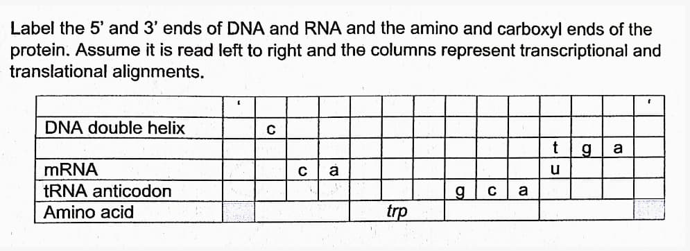 Label the 5' and 3' ends of DNA and RNA and the amino and carboxyl ends of the
protein. Assume it is read left to right and the columns represent transcriptional and
translational alignments.
DNA double helix
a
MRNA
TRNA anticodon
a
g
Amino acid
trp
