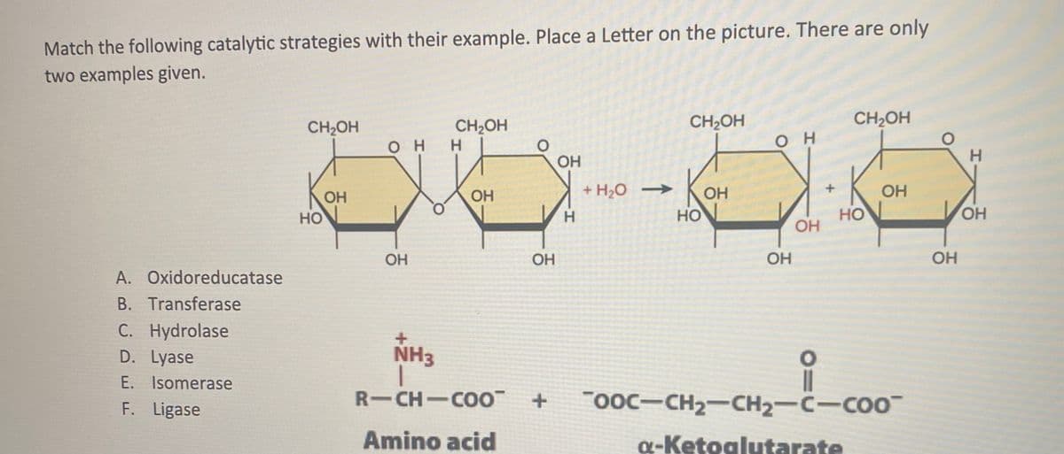 Match the following catalytic strategies with their example. Place a Letter on the picture. There are only
two examples given.
CH2OH
CH2OH
CH2OH
CH2OH
он
он
OH
OH
+ H20
OH
OH
OH
но
H.
но
но
OH
OH
OH
OH
OH
OH
A. Oxidoreducatase
B. Transferase
C. Hydrolase
D. Lyase
NH3
E. Isomerase
F. Ligase
R-CH-COO
"ooc-CH2-CH2-C-COO
Amino acid
a-Ketoglutarate
