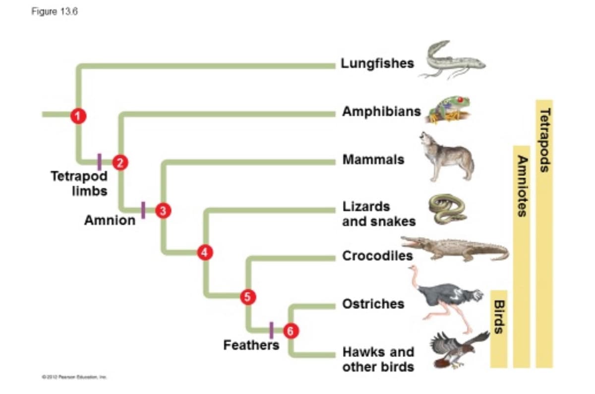 Figure 13.6
Lungfishes
Amphibians
Mammals
Tetrapod
limbs
Lizards
Amnion
and snakes
Crocodiles
Osriches
Feathers
Hawks and
other birds
Tetrapods
Amniotes
Birds
