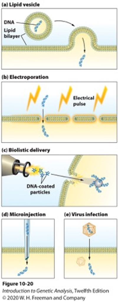 (a) Lipid vesicle
DNA
Lipid
bilayer
(b) Electroporation
Ne N
Electrical
pulse
410
(e) Biolistic delivery
DNA-coated
particles
(d) Microinjection
(e) Virus infection
Figure 10-20
Introduction to Genetic Analysis, Twelfth Edition
O 2020 W. H. Freeman and Company
