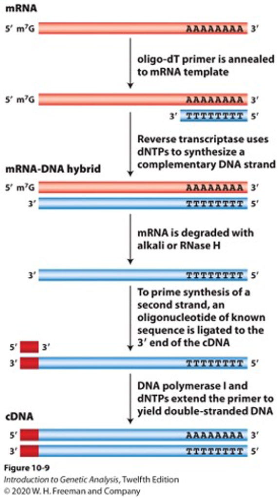 MRNA
S' m?G
AAAAAAAA 3'
oligo-dT primer is annealed
to MRNA template
5' m?G
AAAAAAAA 3'
TTTTTTTT 5'
Reverse transcriptase uses
DNTPS to synthesize a
complementary DNA strand
MRNA-DNA hybrid
S' m'G
AAAAAAAA 3'
TTTTTTTT 5'
MRNA is degraded with
alkali or RNase H
TTTTTTTT 5'
To prime synthesis of a
second strand, an
oligonucleotide of known
sequence is ligated to the
3' end of the CDNA
5'
3'
3'
тттттттт 5
DNA polymerase l and
DNTPS extend the primer to
yield double-stranded DNA
CDNA
5'
AAAAAAAA 3'
TTTTTTTT 5'
Figure 10-9
Introduction to Genetic Analysis, Twelfth Edition
O 2020 W. H. Freeman and Company
