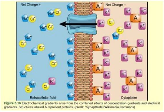 Net Charge +
Na CI
CI
Nat CI
Na Cl
Na
Na
Na
Na
Na
ANet Charge-
A
A
A
A
A
Extracellular fluid
Na
Cytoplasm
Figure 5.16 Electrochemical gradients arise from the combined effects of concentration gradients and electrical
gradients. Structures labeled A represent proteins. (credit: "Synaptitude Wikimedia Commons)