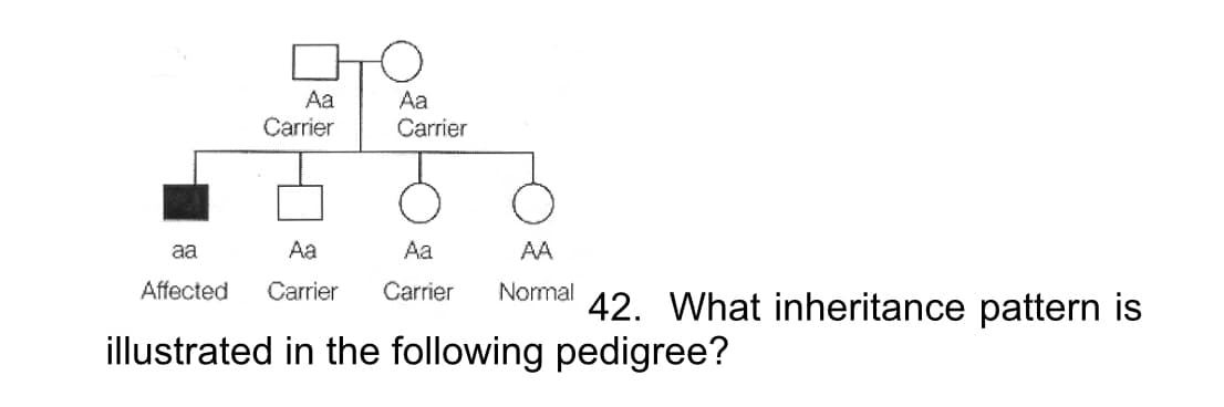 Aa
Aa
Carrier
Carrier
aa
Aa
Aa
AA
Affected
Carrier
Carrier
Normal
42. What inheritance pattern is
illustrated in the following pedigree?
