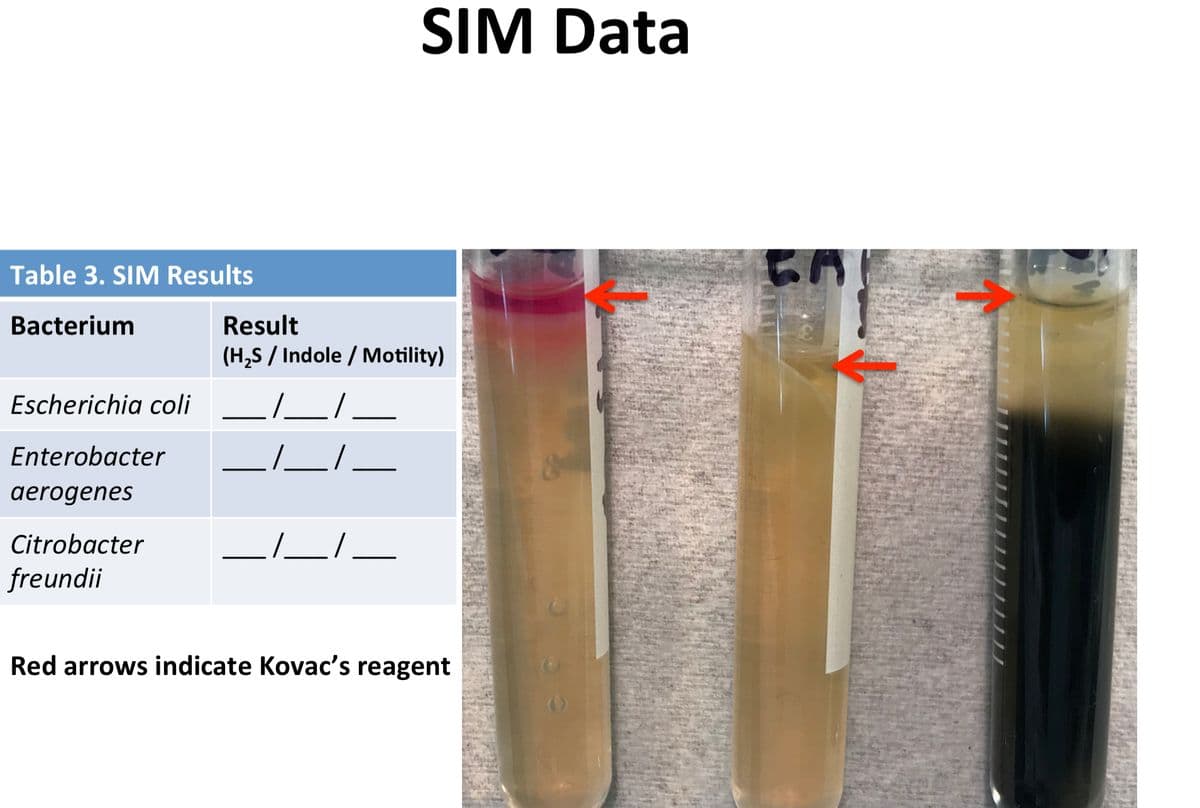 SIM Data
Table 3. SIM Results
Bacterium
Result
(H,S / Indole / Motility)
Escherichia coli
Enterobacter
gerogenes
Citrobacter
freundii
Red arrows indicate Kovac's reagent

