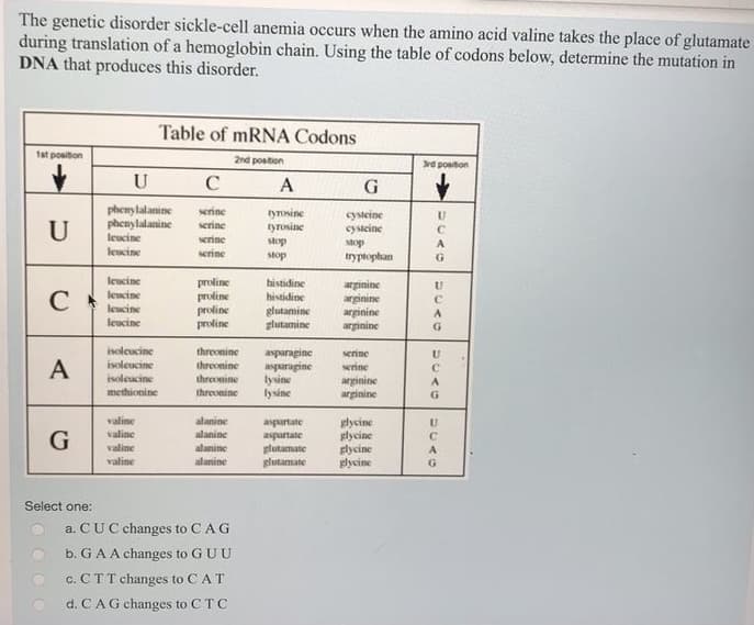 The genetic disorder sickle-cell anemia occurs when the amino acid valine takes the place of glutamate
during translation of a hemoglobin chain. Using the table of codons below, determine the mutation in
DNA that produces this disorder.
1st position
✓
U
C
A
G
Select one:
U
C
serine
phenylalanine
phenylalanine serine
leucine
serine
leucine
serine
leucine
leucine
leucine
leucine
isoleucine
isoleucine
isoleucine
methionine
Table of mRNA Codons
2nd position
valine
valine
valine
valine
proline
proline
proline
proline
alanine
alaninc
alanine
alanine
A
tyrosine
tyrosine
a. CUC changes to C AG
b.
GAA changes to GUU
c. CTT changes to CAT
d. C A G changes to CTC
stop
stop
threonine asparagine
threonine asparagine
threonine
threonine
histidine
histidine
arginine
arginine
glutamine
arginine
glutamine arginine
lysine
lysine
G
cysteine
cysteine
stop
tryptophan
aspartate
aspartate
glutamate
glutamate
serine
serine
arginine
arginine
glycine
glycine
glycine
glycine
3rd position
DCMO
U
С
A
G
U
C
A
G
DUMO
с
A
G
DUMO
C
A
G