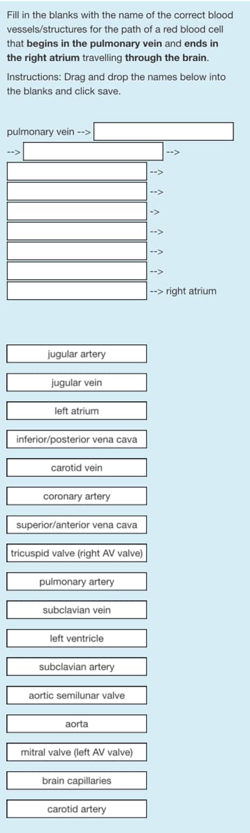 Fill in the blanks with the name of the correct blood
vessels/structures for the path of a red blood cell
that begins in the pulmonary vein and ends in
the right atrium travelling through the brain.
Instructions: Drag and drop the names below into
the blanks and click save.
pulmonary vein -->
jugular artery
jugular vein
left atrium
inferior/posterior vena cava
carotid vein
coronary artery
superior/anterior vena cava
tricuspid valve (right AV valve)
pulmonary artery
subclavian vein
left ventricle
subclavian artery
aortic semilunar valve
aorta
mitral valve (left AV valve)
brain capillaries
carotid artery
소소
--> right atrium