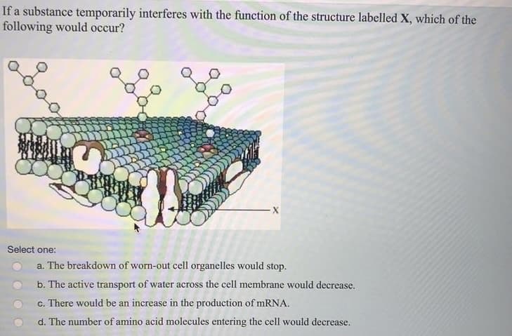 If a substance temporarily interferes with the function of the structure labelled X, which of the
following would occur?
Select one:
W!!
a. The breakdown of worn-out cell organelles would stop.
b. The active transport of water across the cell membrane would decrease.
c. There would be an increase in the production of mRNA.
d. The number of amino acid molecules entering the cell would decrease.