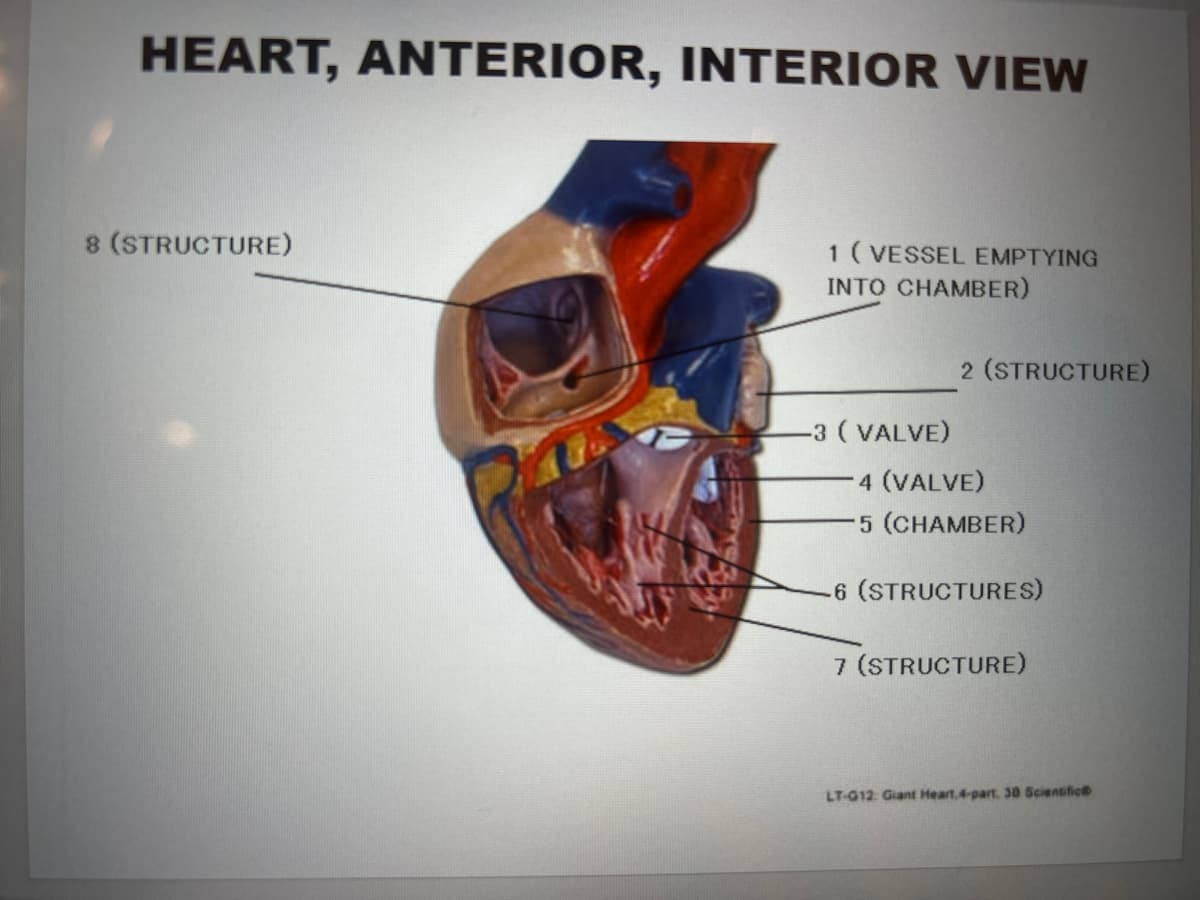 HEART, ANTERIOR, INTERIOR VIEW
8 (STRUCTURE)
1 (VESSEL EMPTYING
INTO CHAMBER)
-3 (VALVE)
2 (STRUCTURE)
4 (VALVE)
-5 (CHAMBER)
-6 (STRUCTURES)
7 (STRUCTURE)
LT-G12: Giant Heart,4-part. 30 Scientific