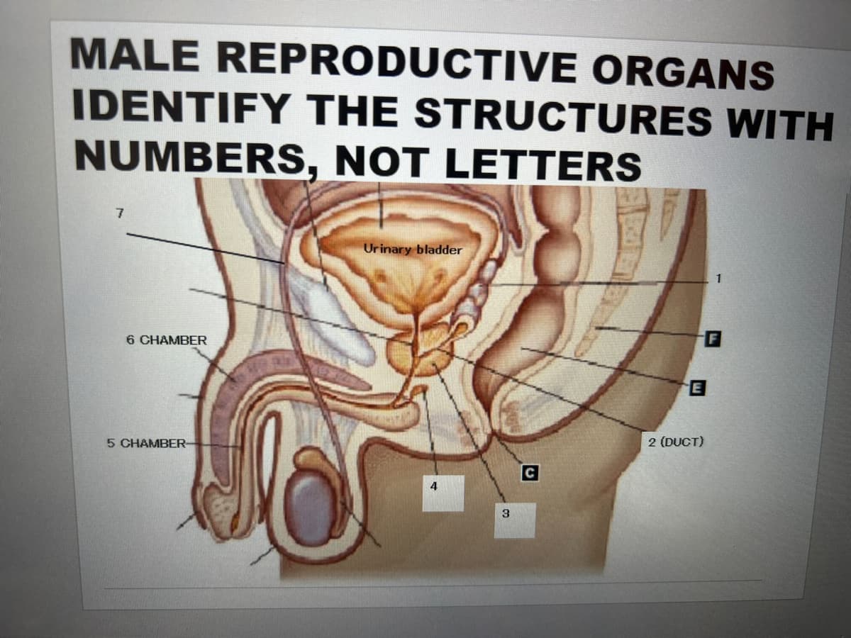 MALE REPRODUCTIVE ORGANS
IDENTIFY THE STRUCTURES WITH
NUMBERS, NOT LETTERS
7
6 CHAMBER
5 CHAMBER-
Urinary bladder
3
C
E
2 (DUCT)
1