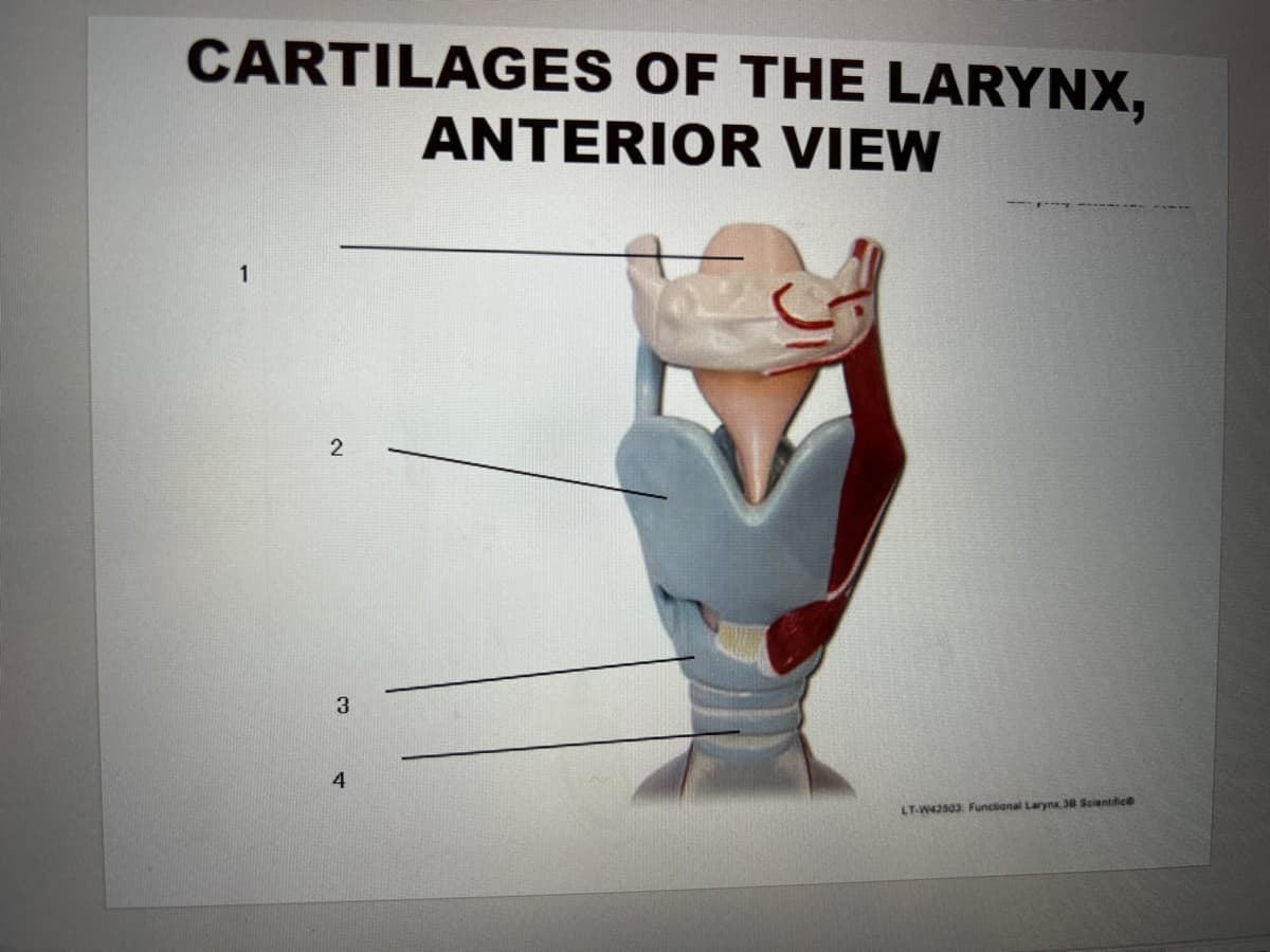 CARTILAGES OF THE LARYNX,
ANTERIOR VIEW
1
2
3
LT-W42503 Functional Larynx, 38 Scientific