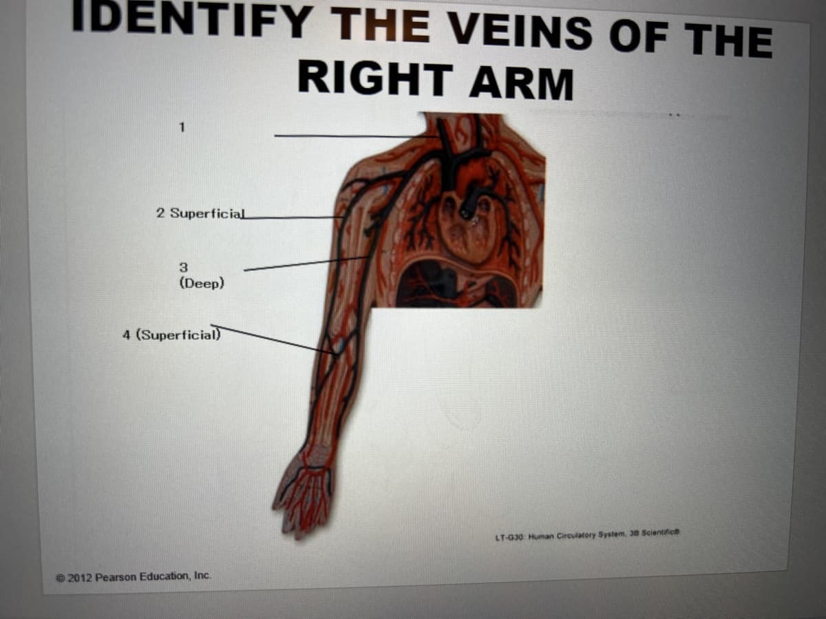 IDENTIFY THE VEINS OF THE
RIGHT ARM
2 Superficial
3
(Deep)
4 (Superficial)
LT-G30 Human Circulatory System, 38 Scientific
2012 Pearson Education, Inc.