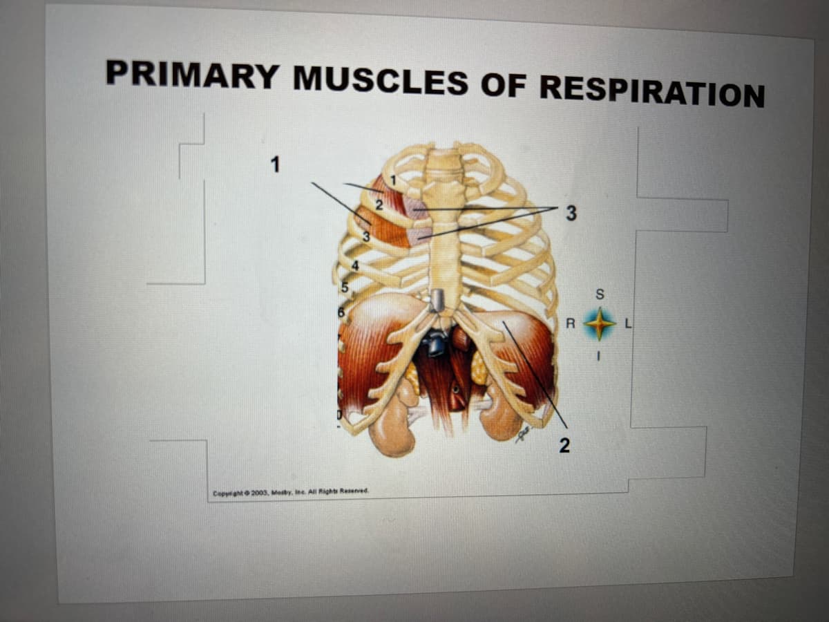 PRIMARY MUSCLES OF RESPIRATION
1
Copyright 2003, Mosby, lec. All Rights Reserved.
2
S
R