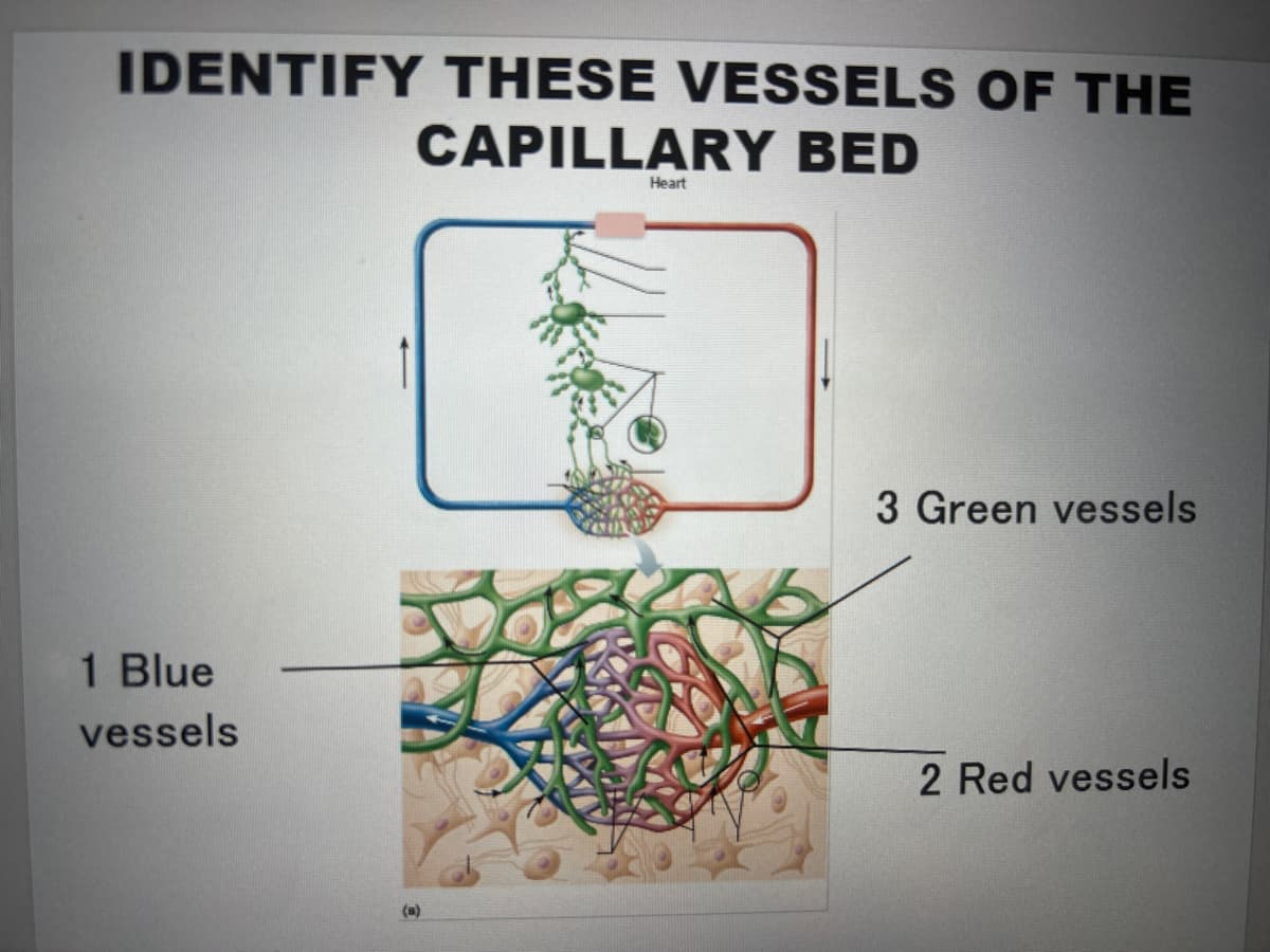 IDENTIFY THESE VESSELS OF THE
CAPILLARY BED
Heart
1 Blue
vessels
(a)
3 Green vessels
2 Red vessels