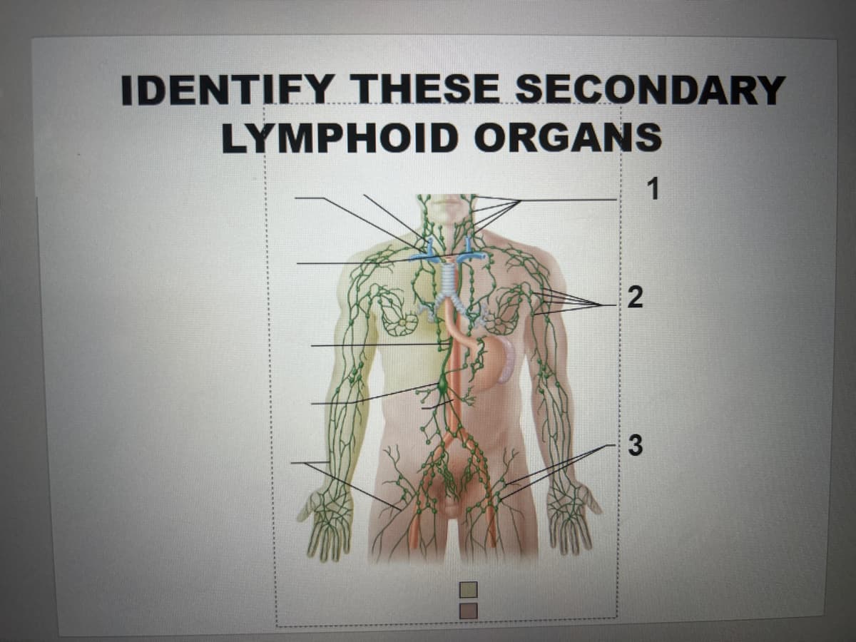 IDENTIFY THESE SECONDARY
LYMPHOID ORGANS
1
2
3