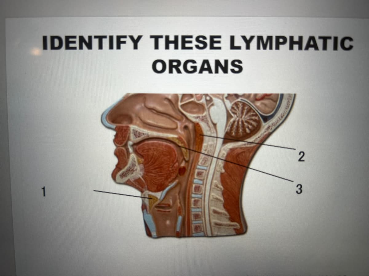 IDENTIFY THESE LYMPHATIC
ORGANS
1
2
3