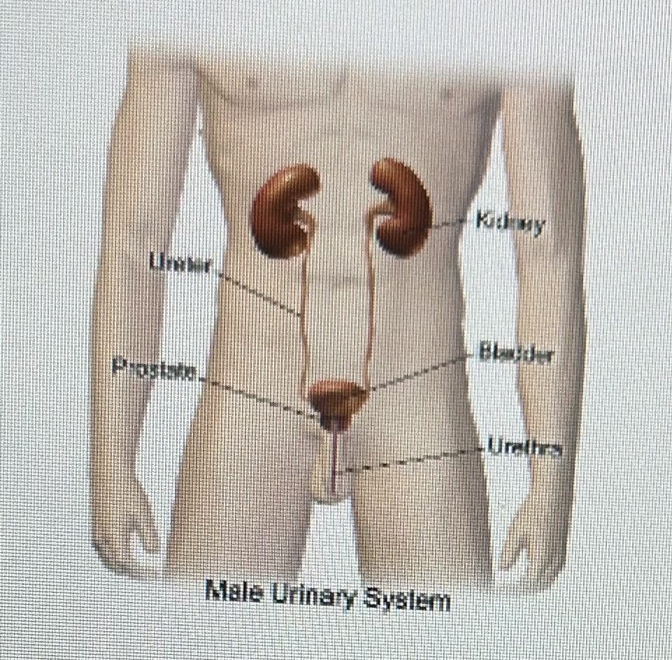 Prostata.
Male Urinary System
Kidemy