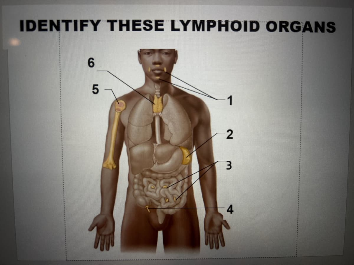 IDENTIFY THESE LYMPHOID ORGANS
6
5
1
2
3
4