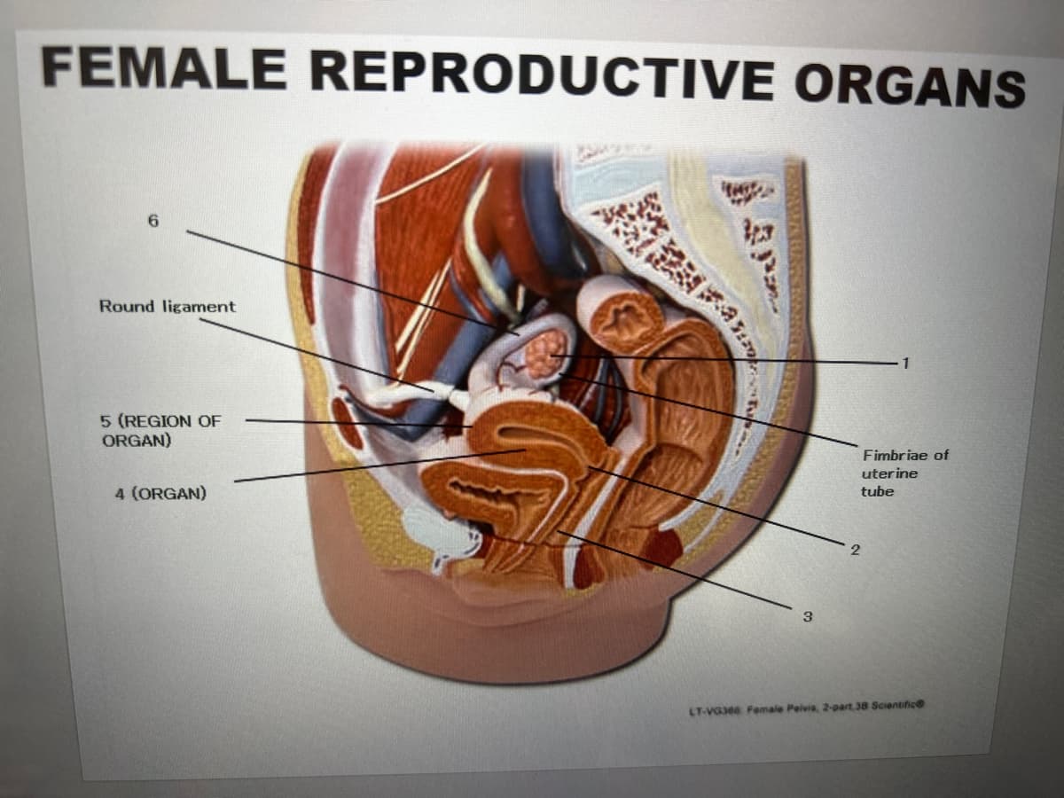 FEMALE REPRODUCTIVE ORGANS
Round ligament
5 (REGION OF
ORGAN)
4 (ORGAN)
3
Fimbriae of
uterine
tube
2
LT-VG360 Female Pelvia, 2-part 38 Scientific