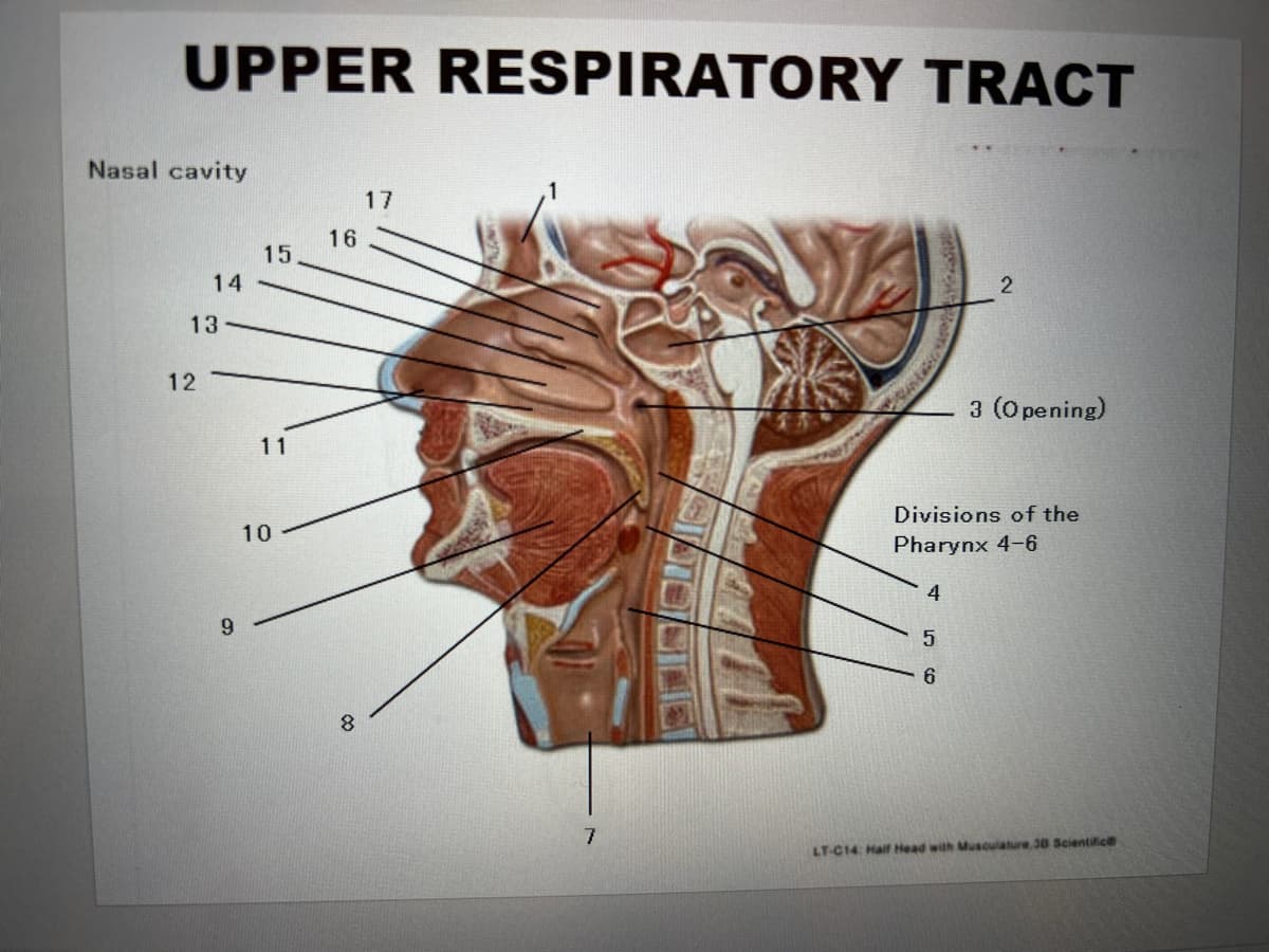 UPPER RESPIRATORY TRACT
Nasal cavity
16
15
14
13
12
9
11
10
8
17
7
2
3 (Opening)
Divisions of the
Pharynx 4-6
4
5
6
LT-C14: Half Head with Musculature 38 Scientific@