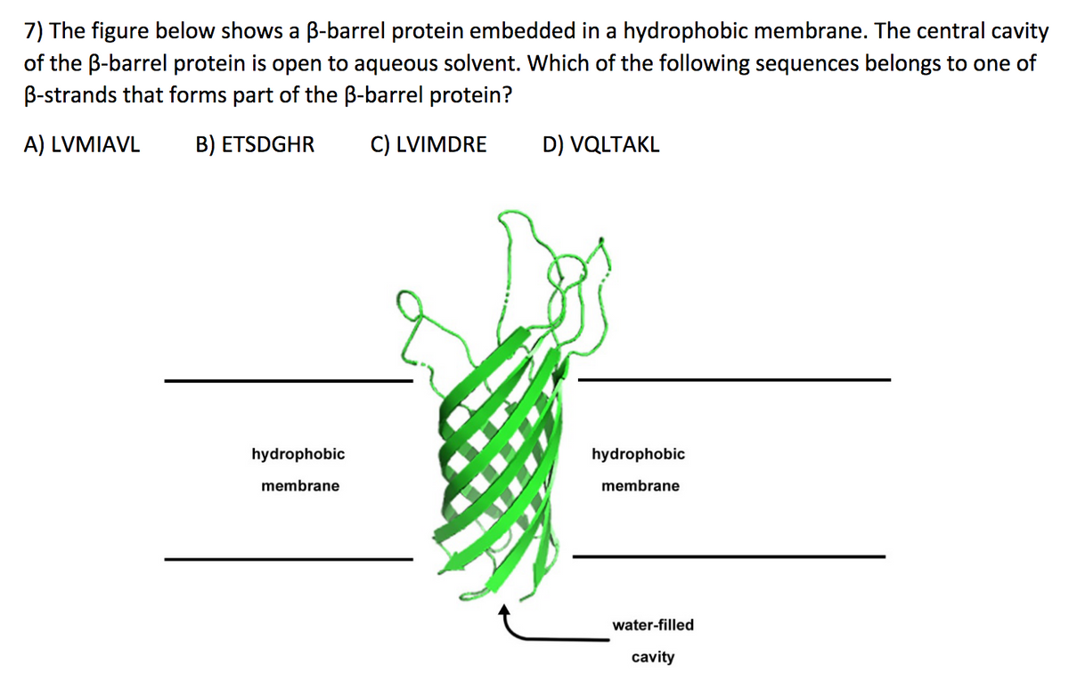 7) The figure below shows a B-barrel protein embedded in a hydrophobic membrane. The central cavity
of the B-barrel protein is open to aqueous solvent. Which of the following sequences belongs to one of
B-strands that forms part of the B-barrel protein?
A) LVMIAVL B) ETSDGHR
C) LVIMDRE
hydrophobic
membrane
D) VQLTAKL
hydrophobic
membrane
water-filled
cavity