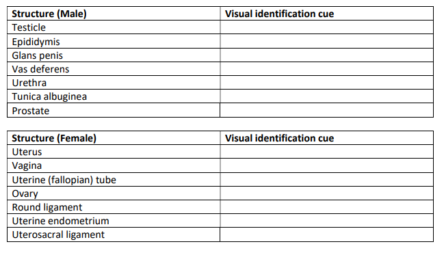 Structure (Male)
Testicle
Epididymis
Glans penis
Vas deferens
Urethra
Tunica albuginea
Prostate
Structure (Female)
Uterus
Vagina
Uterine (fallopian) tube
Ovary
Round ligament
Uterine endometrium
Uterosacral ligament
Visual identification cue
Visual identification cue