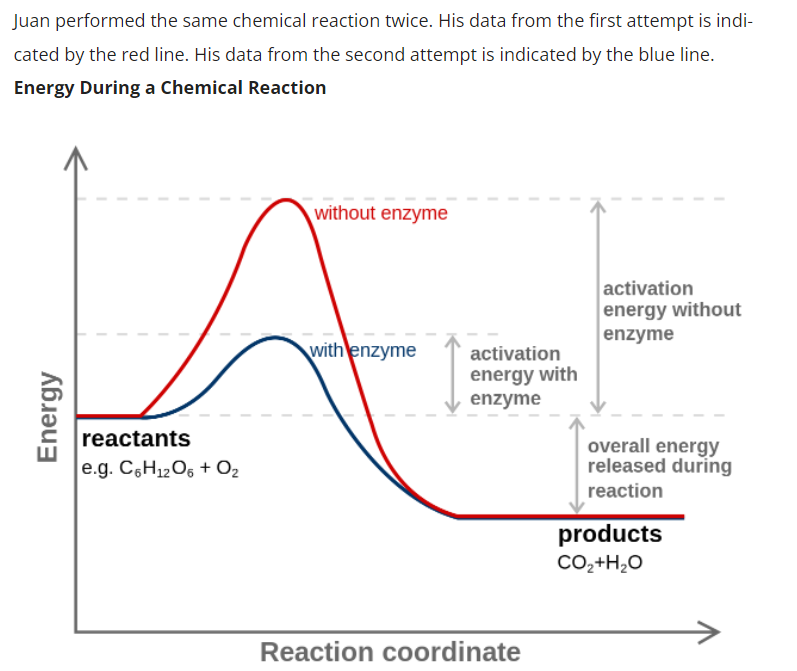Juan performed the same chemical reaction twice. His data from the first attempt is indi-
cated by the red line. His data from the second attempt is indicated by the blue line.
Energy During a Chemical Reaction
without enzyme
activation
energy without
enzyme
with enzyme
overall energy
released during
reaction
products
CO₂+H₂O
Energy
reactants
e.g. C6H12O6 + O₂
activation
energy with
enzyme
Reaction coordinate