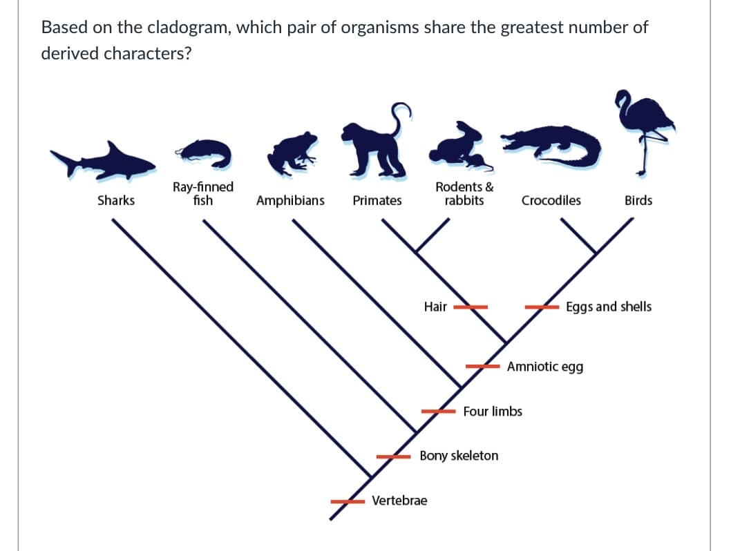 Based on the cladogram, which pair of organisms share the greatest number of
derived characters?
Ray-finned
fish
Rodents &
rabbits
Sharks
Amphibians
Primates
Crocodiles
Birds
Hair
Eggs and shells
Amniotic egg
Four limbs
Bony skeleton
Vertebrae
