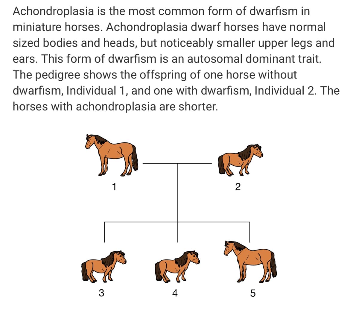 Achondroplasia is the most common form of dwarfism in
miniature horses. Achondroplasia dwarf horses have normal
sized bodies and heads, but noticeably smaller upper legs and
ears. This form of dwarfism is an autosomal dominant trait.
The pedigree shows the offspring of one horse without
dwarfism, Individual 1, and one with dwarfism, Individual 2. The
horses with achondroplasia are shorter.
1
2
3
4
5
