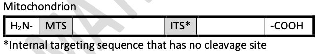 Mitochondrion
H₂N- MTS
ITS*
*Internal targeting sequence that has no cleavage site
-COOH