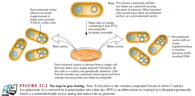 Note: This shows a bacterial cell that
has taken up a plasmid carrying
the gene of interest. Other bacterial
cells would have other recombinant
Recircularized vector
without an insert;
B-galactoside is
made and converts
X-Gal to a blue color.
vectors or a recircularized vector.
Plate cells on media
containing X-Gal, IPTG,
and ampicillin.
Incubate overnight.
Recombinant
vector with an
insert;
Blue colony
White colony
B-galactosidase
is inactive
because of the
inserted DNA.
Each bacterial colony is derived from a single cell
that has taken up a single plasmid. Therefore, all
the cells in a colony are genetically identical. Cells
that do not take up a plasmid cannot grow and form
colonies because they are killed by ampicillin.
FIGURE 21.2 The steps in gene cloning. Note: X-Gal refers to the colorless compound 5-bromo-4-chloro-3-indolyl-
B-D-galactoside. It is converted by B-galactosidase into a blue dye. IPTG is an abbreviation for isopropyl-ß-D-thiogalactopyranoside,
which is a nonmetabolizable lactose analog that induces the lac promoter.
ONLUNE
